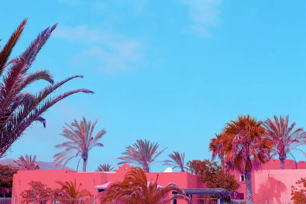 Kanári-szigetek. Palm trópusi helyen. Rózsaszín színek divat desig — Stock Fotó