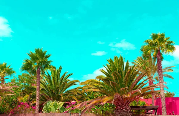 Tropical location. Palm zone. Canary Island. Tourist card — Stock Photo, Image