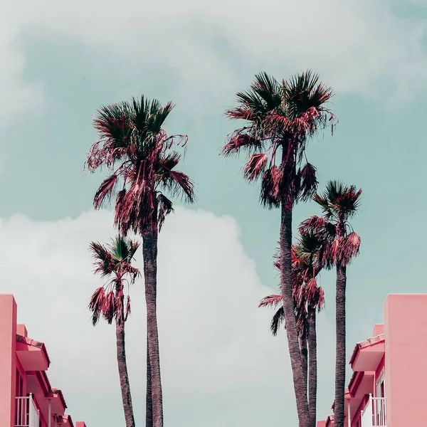 Canary Islands. Plants on pink fashion concept. Palm. Travel vib — Stock Photo, Image