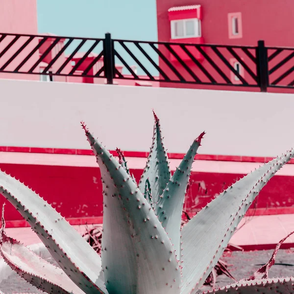 トロピカルロケーション。カナリア諸島。アロエの恋人ピンクコンの植物 — ストック写真