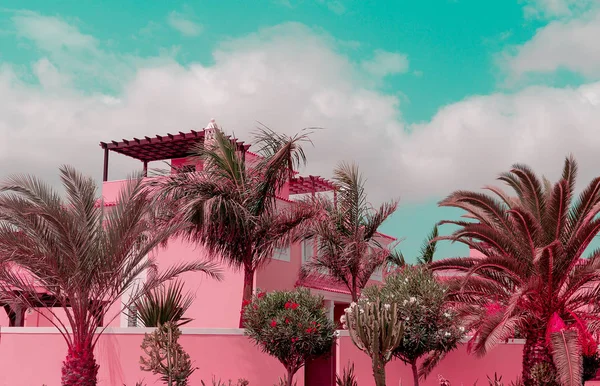 Wyspy Kanaryjskie. Kolory Pink Palm. Idealny do karty podróżnego — Zdjęcie stockowe