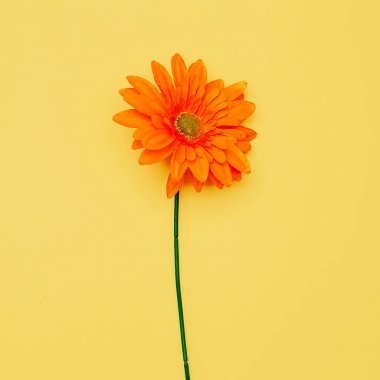 Gerber Çiçek Minimal Düz döşeme sanatı