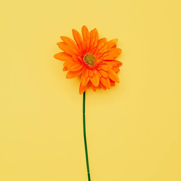 Gerber flor minimalista Flat Lay Art — Fotografia de Stock