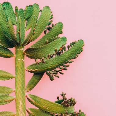 Bitki pembe en az moda kavramı üzerinde. Kaktüs ağaç pembe duvar
