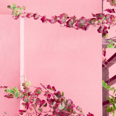 Pembe konseptüzerine bitkiler. Pembe duvar arka plan üzerinde bitki 