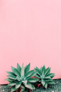 Pembe konseptüzerine bitkiler. Pembe duvar arka planda aloe. Kanarya isl