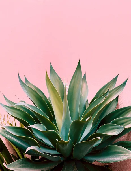 Plantas en concepto rosa. Aloe. Islas Canarias — Foto de Stock