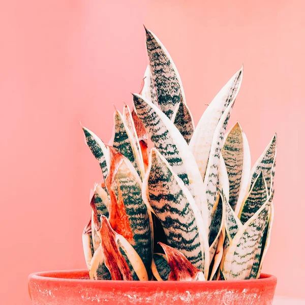 Plantas no conceito rosa. Aloe. Arte de amante de plantas — Fotografia de Stock