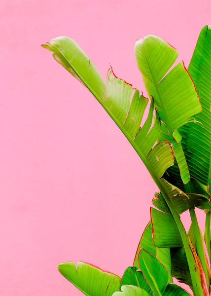 Plants on pink fashion concept. Palm lover. Canary Island — Stock Photo, Image