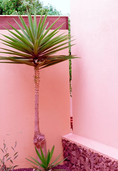 Pembe moda konsepti üzerine bitkiler. Tropikal bir yer. Palm. Kanarya — Stok fotoğraf
