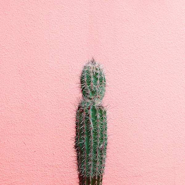 Φυτά σε ροζ έννοια. Κάκτος σε ροζ φόντο τοίχου — Φωτογραφία Αρχείου