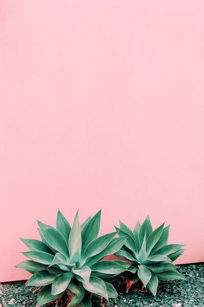 Plants on pink concept. Aloe on pink wall background. Canary isl