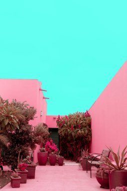 Pembe tasarım minimal moda bitkileri. Kaktüs Palmiyesi. Kanarya Islan