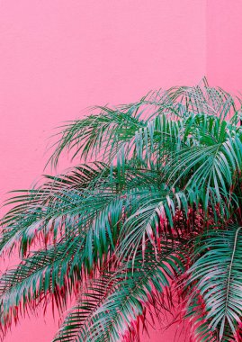 Minimal fashion plants on pink design. Palm lover. Canary Island clipart