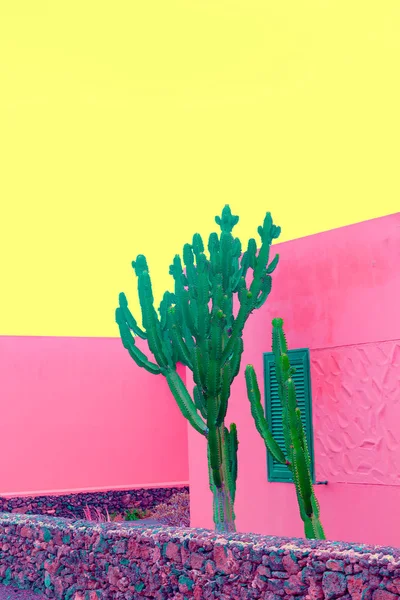 Plantas de moda mínima em design rosa. Cactus Canary Island — Fotografia de Stock
