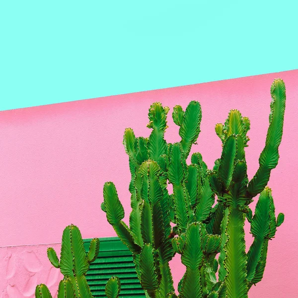 Minimale mode planten op roze design. Cactus Canarische eiland — Stockfoto