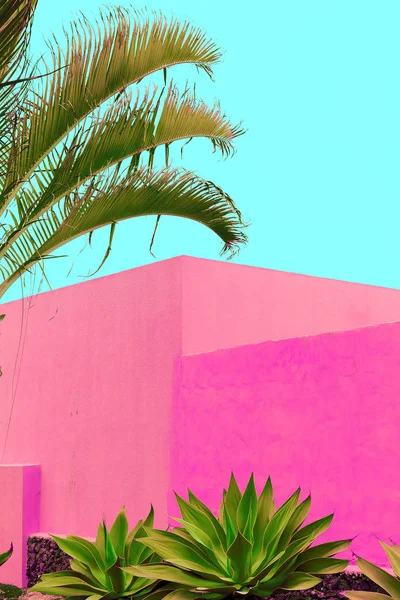 Minimal plants on pink art. Palm. Canary island