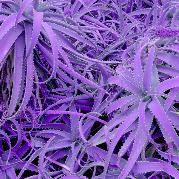 Minimal plants art. Aloe purple plant backgroud