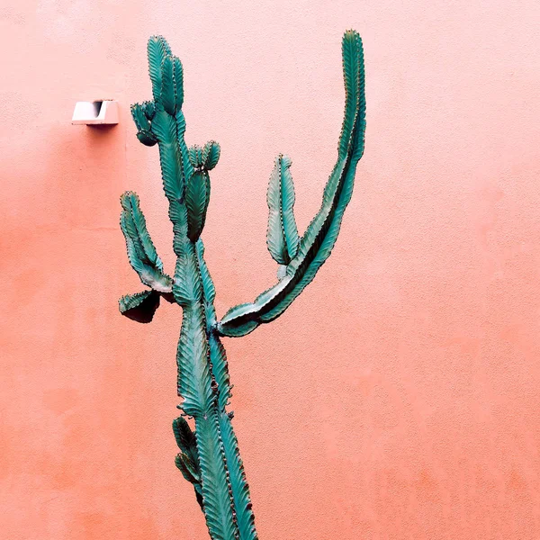 Mínimas plantas de moda en diseño rosa. Cactus Islas Canarias — Foto de Stock