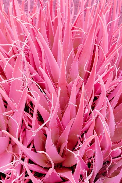 Minimal plants design. Aloe pink plant backgroud