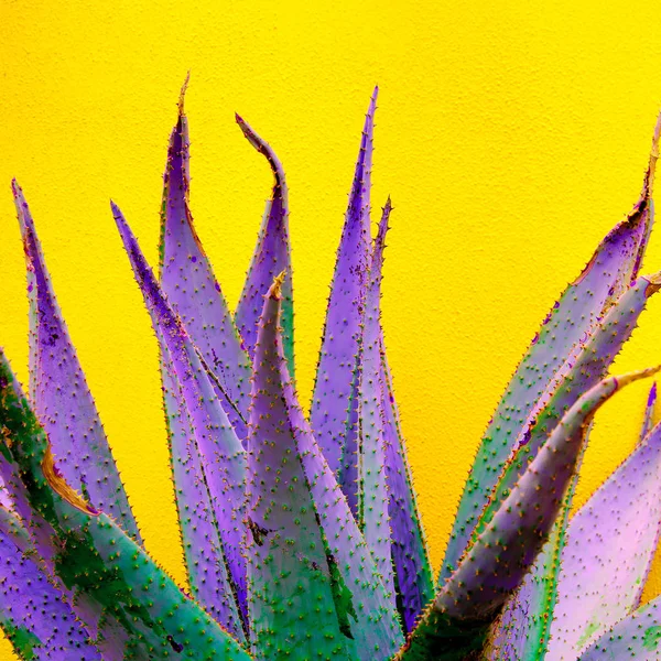 Diseño mínimo de plantas de moda. Aloe. Tendencia colorida. Canarias es — Foto de Stock