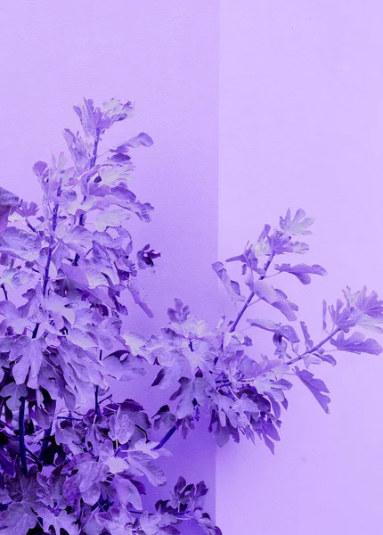Creative colours plants design. Plants in purple vibes