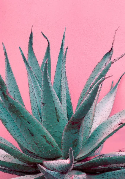 Minimale Modepflanzen auf rosa Design. Aloe. Kanarische Insel — Stockfoto