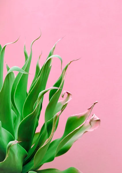 Mode växter på rosa design. Aloe. Canary Island Plant — Stockfoto