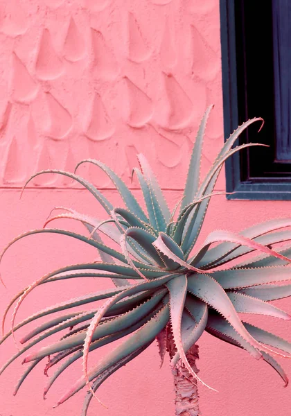 Minimal fashion plants on pink design. Aloe. Canary Island  Plan