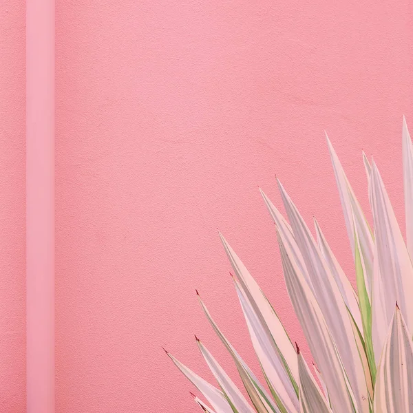 Mínimas plantas de moda en diseño rosa. Amante del aloe. Islas Canarias —  Fotos de Stock