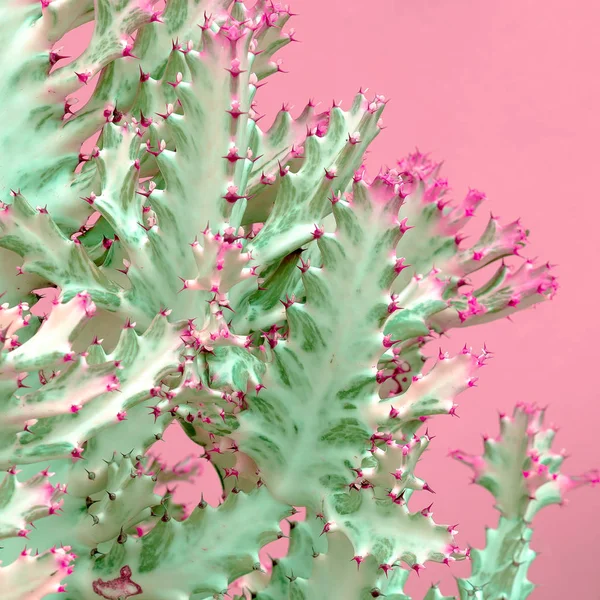 Minimal plants on pink design. Cactus. Canary Island Nature