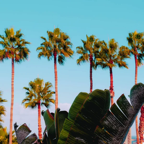 Palm posizione tropicale. Concetto di viaggio. Isola delle Canarie — Foto Stock