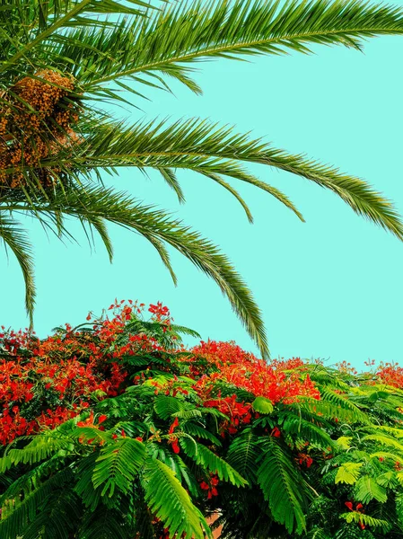 Tropische bomen. Canarische eiland. Travel concept — Stockfoto
