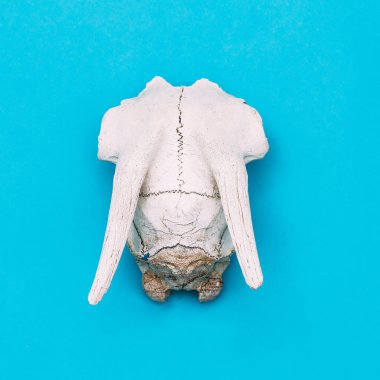 Keçi kafatası. Minimal düz döşeme sanatı