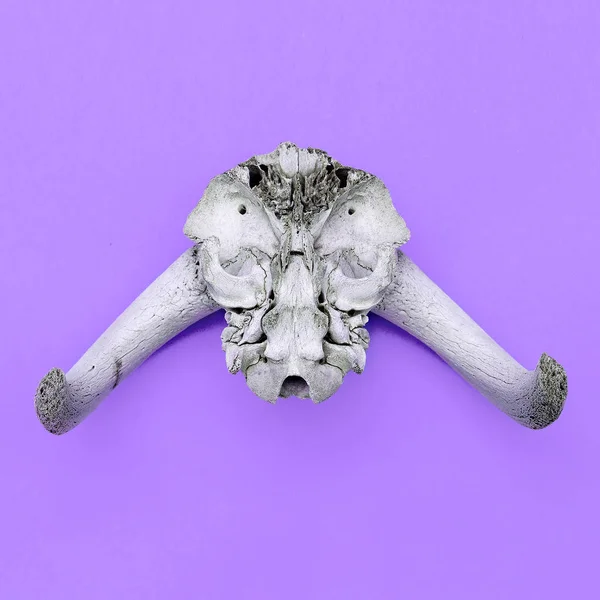 ヤギの頭蓋骨ミニマルフラットレイアート — ストック写真