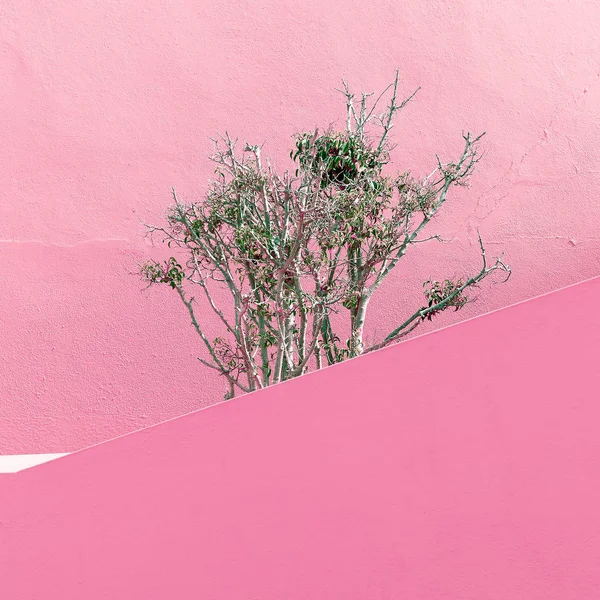 Növényeket rózsaszín divat koncepció. Minimál kivitel — Stock Fotó