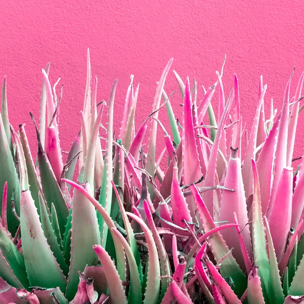 Aloe. Plantas no conceito rosa — Fotografia de Stock