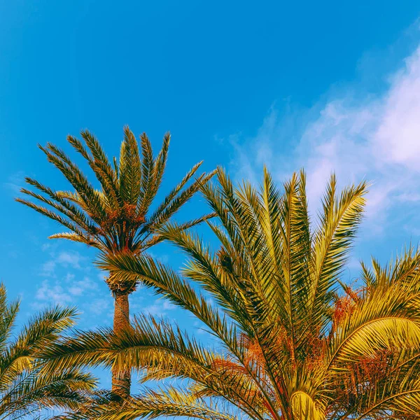 加那利岛度假理念。棕榈视图 — 图库照片