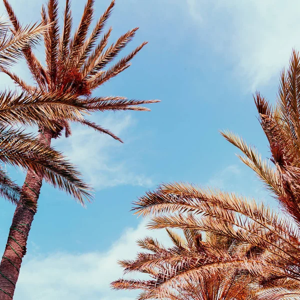 Palm. Islas Canarias. Concepto de viaje de vacaciones — Foto de Stock