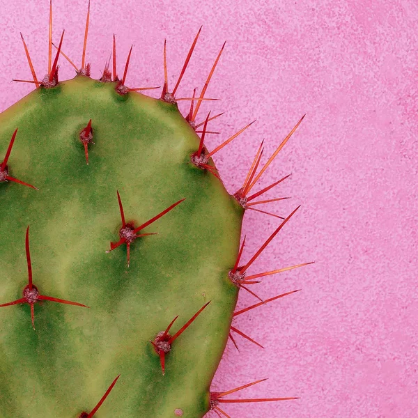 Cactus. Plantas no conceito rosa . — Fotografia de Stock