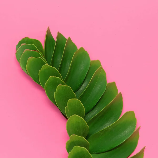 ピンクの背景にヤシの葉。ピンクのコンセプトの植物 — ストック写真