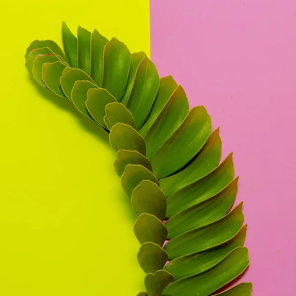 Palm blad op halve kleuren achtergrond. Minimale — Stockfoto
