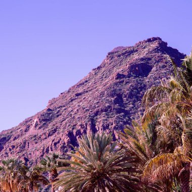 Palmiye ağaçları ve dağlar. Kanarya adası