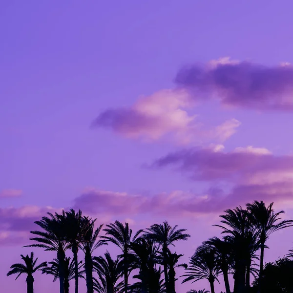 Palm. Canary island. Purple colours — Stock Photo, Image