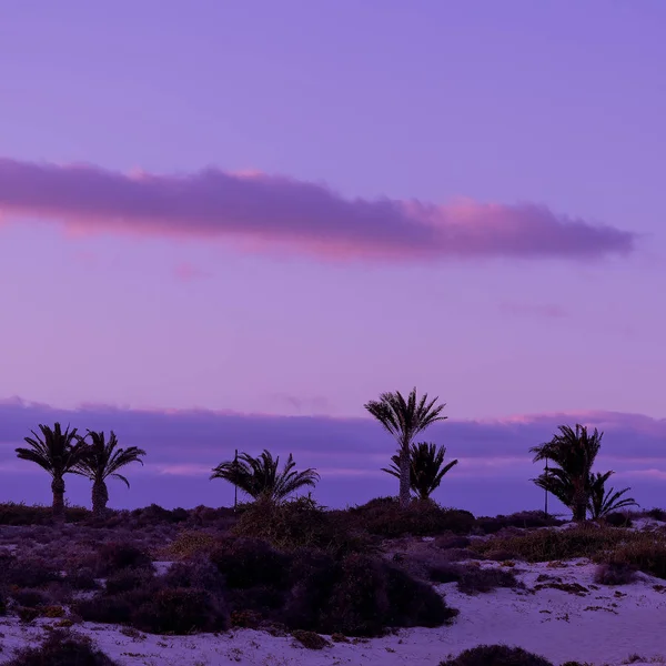 Palmenlandschaft Kanarische Inseln. Minimale Naturkunst — Stockfoto
