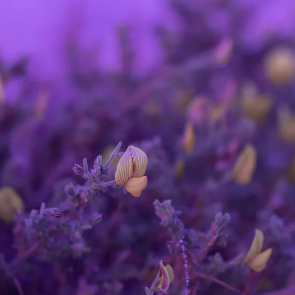 Flowers Canary Islands. Minimal nature art