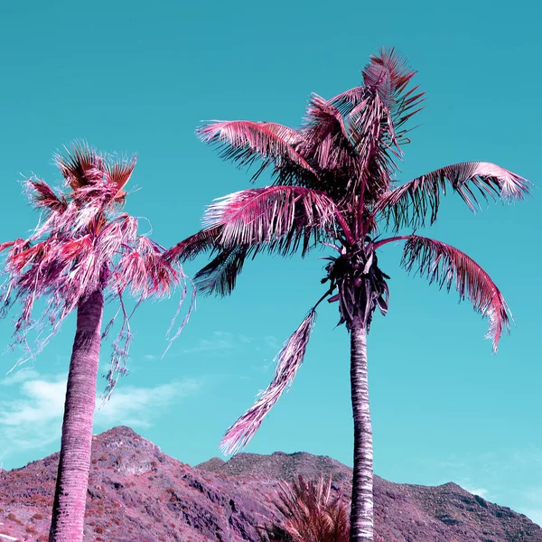 Il palmo. Vibrazioni tropicali. Isola delle Canarie — Foto Stock