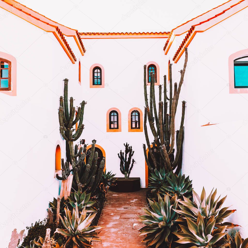 Cactus. Travel concept. Canary Island