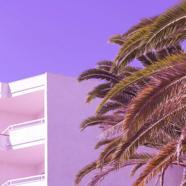 Palm. Tropikalny mody minimalistyczny design. Wyspa Kanaryjska — Zdjęcie stockowe