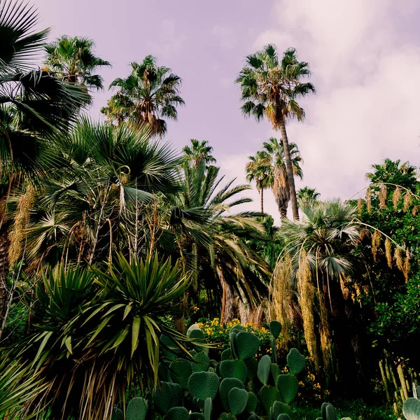 Natur. Kanarische Insel. Reisekonzeptkunst — Stockfoto